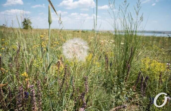 Хаджибейский лиман11