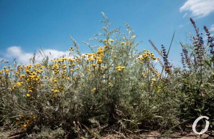 Хаджибейский лиман12