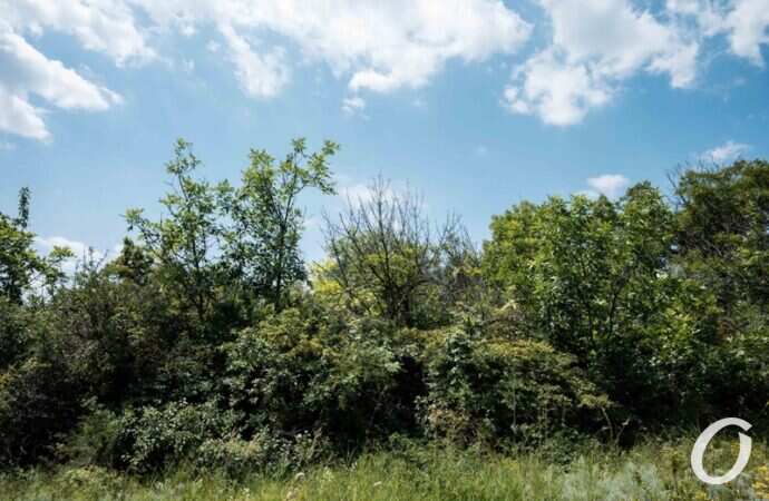 Хаджибейский лиман3