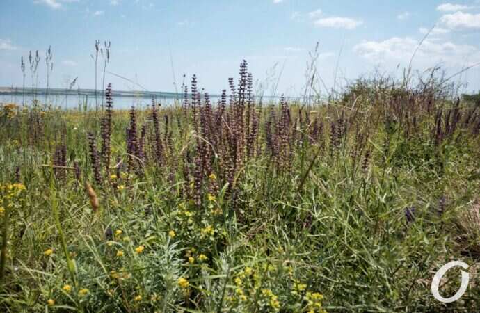 Хаджибейский лиман5