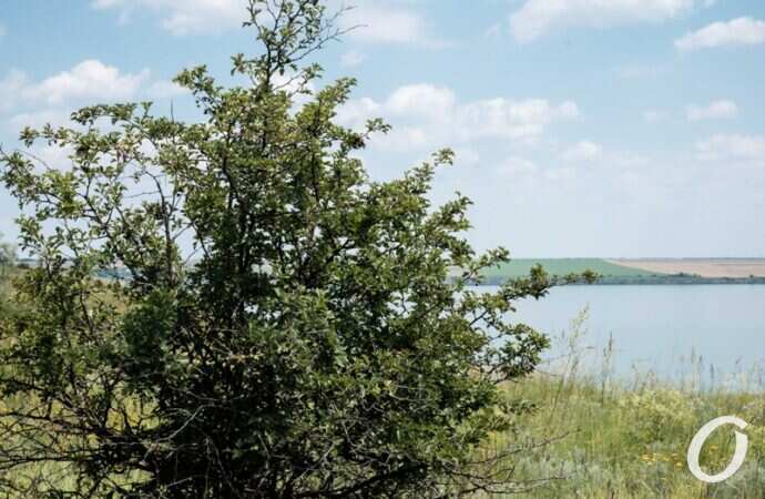 Хаджибейский лиман7