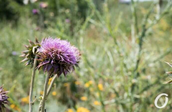 Хаджибейский лиман9