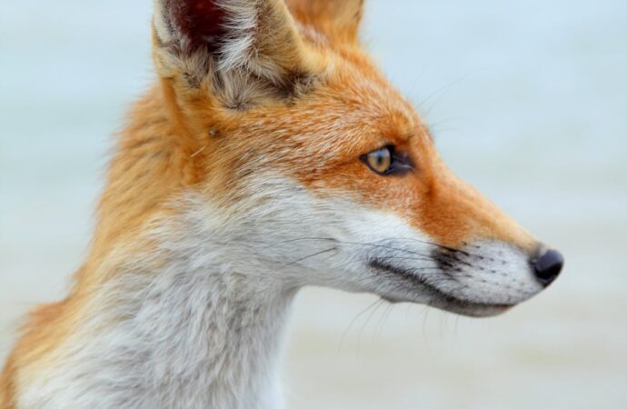 лиса на пляже