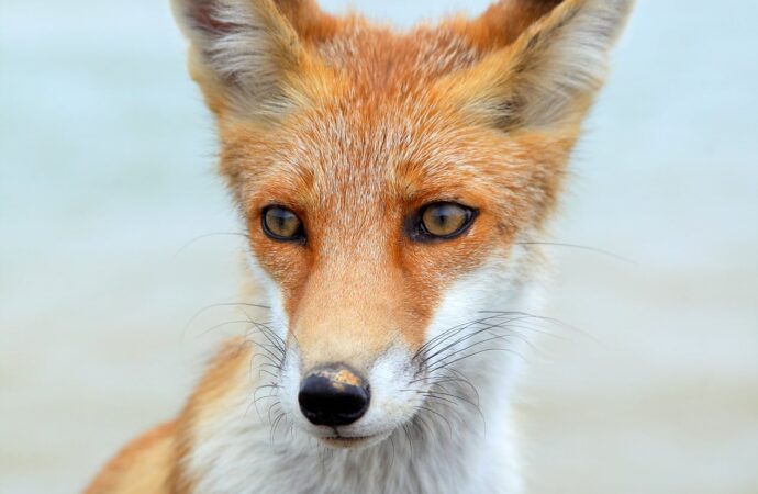 лиса на пляже