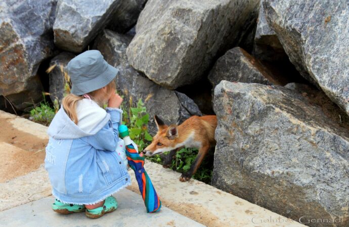 лиса на пляже
