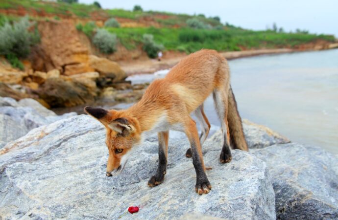 лиса на пляже