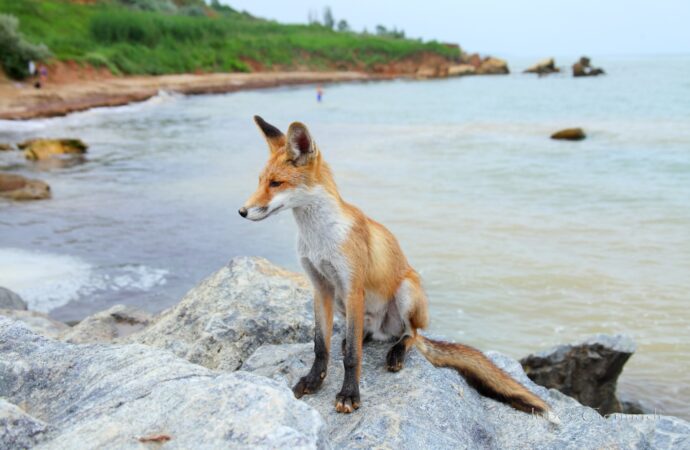 лиса на пляже