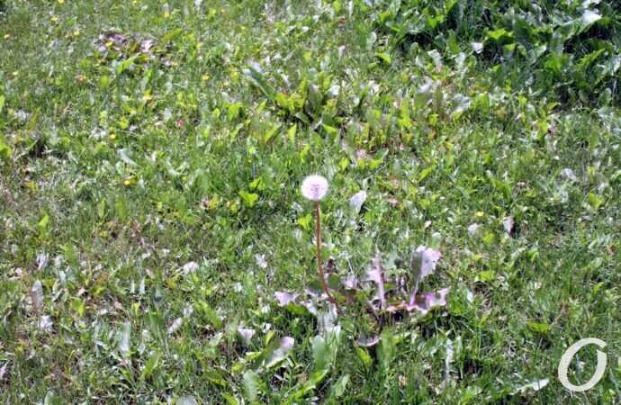 Тираспольская площадь