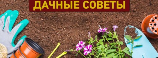 Дачные советы сентября: заботимся о плодородии почвы и компостируем ботву