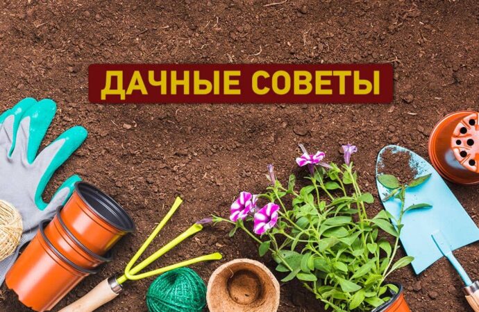 Дачные советы сентября: заботимся о плодородии почвы и компостируем ботву