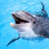 В одесской Лузановке дельфины устроили шоу для пляжников (видео) (дополнено)