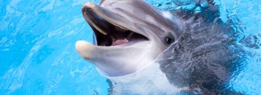 Дельфин укусил ребенка в Одессе (видео)