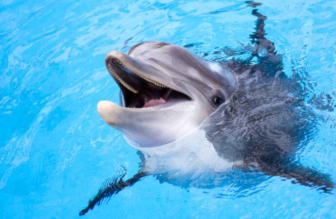 В одесской Лузановке дельфины устроили шоу для пляжников (видео) (дополнено)