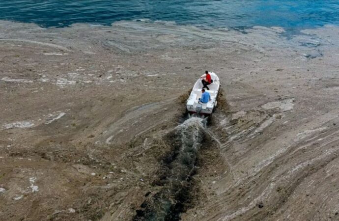 «Морские сопли» атаковали Турцию: чем они опасны и чего ждать у одесских берегов – мнение эколога