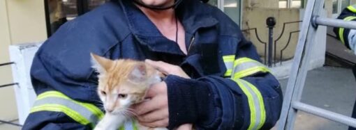 В Одессе кота сняли с дерева: испуганный котик и счастливый спасатель (фото и видео)