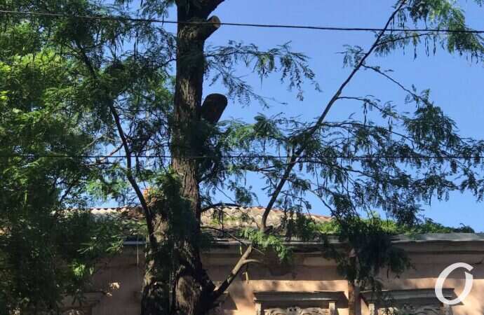 пилят деревья