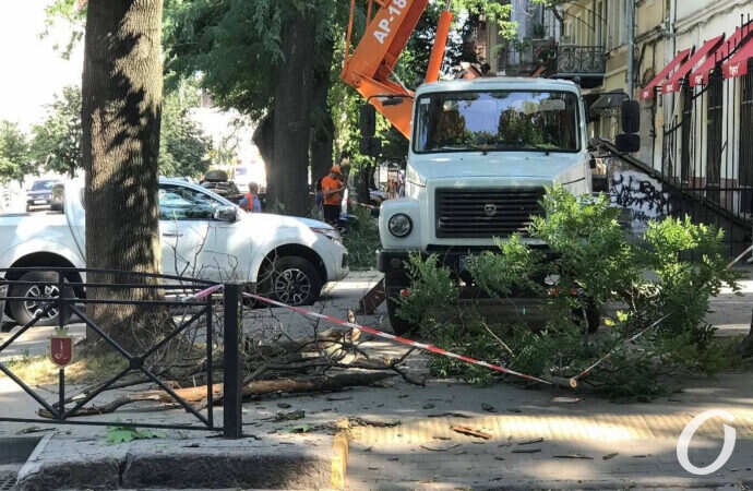 В центре Одессы трудятся пильщики деревьев (фото)