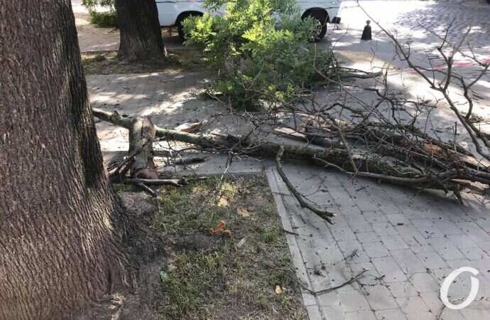 пилят деревья4