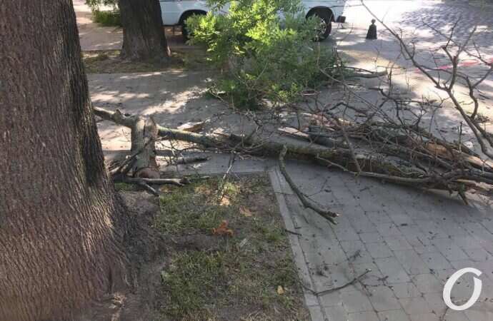 пилят деревья6