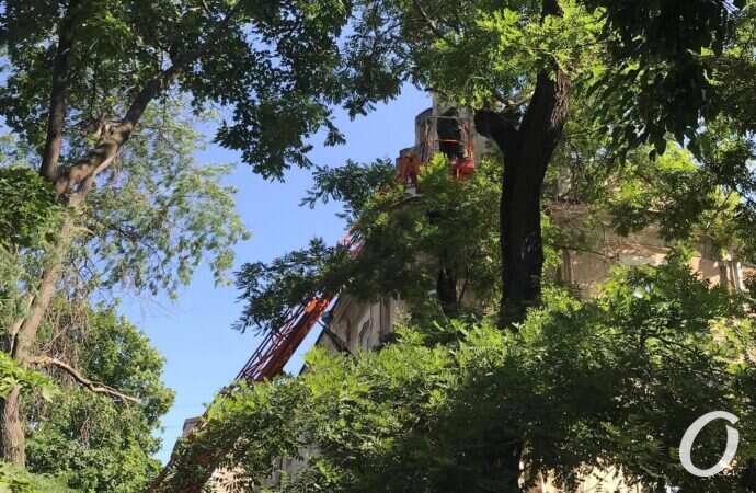 пилят деревья7