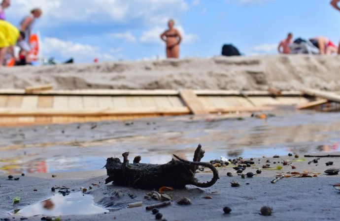 мертвая крыса под настилом в Аркадии