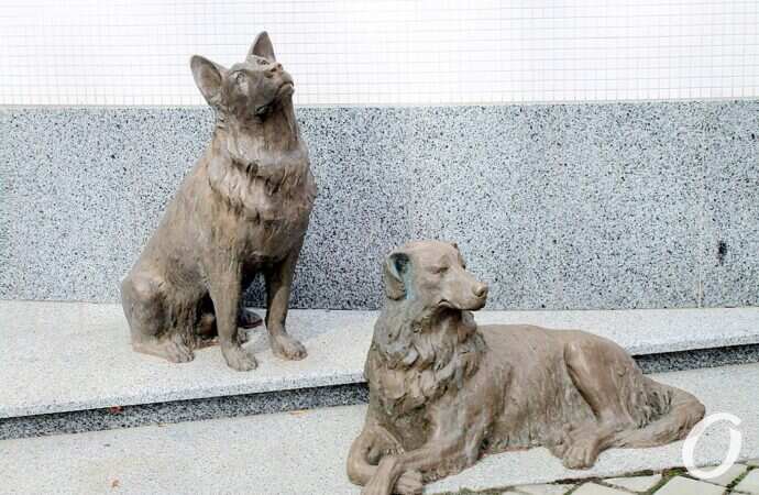 собаки в Одессе10