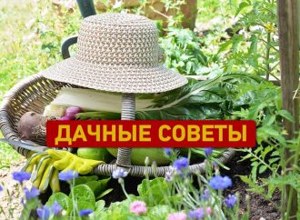 Дачные советы на июль: лук, чеснок, цветник и защита винограда