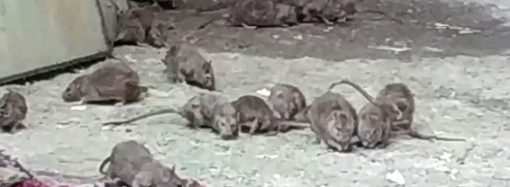 На Новосельского десятки огромных крыс чувствуют себя хозяйками двора (видео)