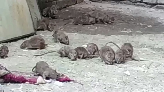 На Новосельского десятки огромных крыс чувствуют себя хозяйками двора (видео)
