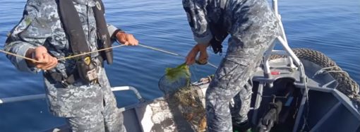 Одесские пограничники спасли в Черном море 1000 крабов (видео)
