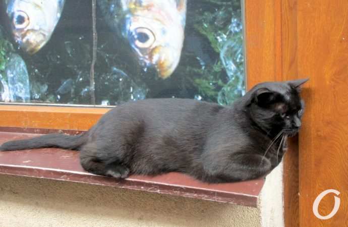 Новый рынок в августе5