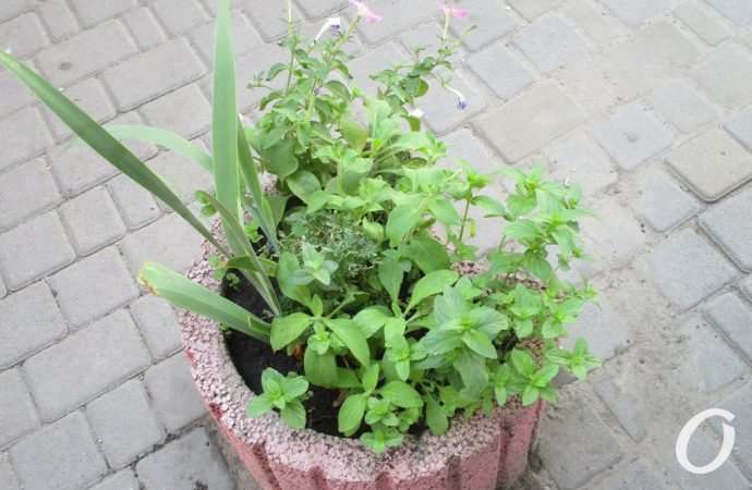 Тираспольская10