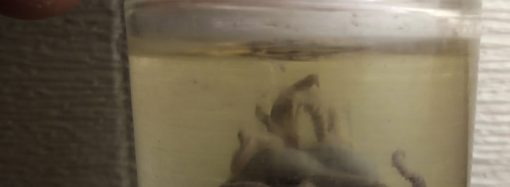 В центре Одессы во время раскопок нашли сосуд с осьминогом: ученые сами удивились (фото)