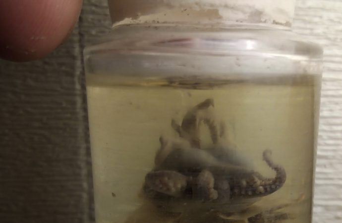 В центре Одессы во время раскопок нашли сосуд с осьминогом: ученые сами удивились (фото)