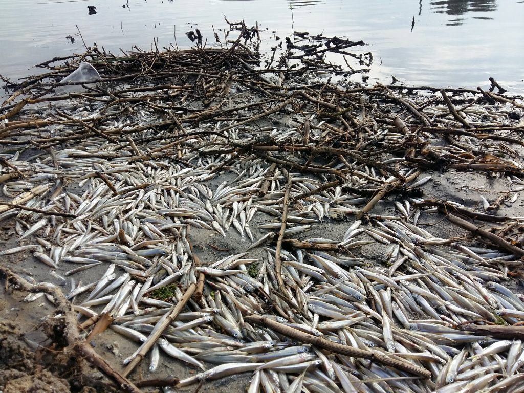 мор рыбы на Тилигульском лимане