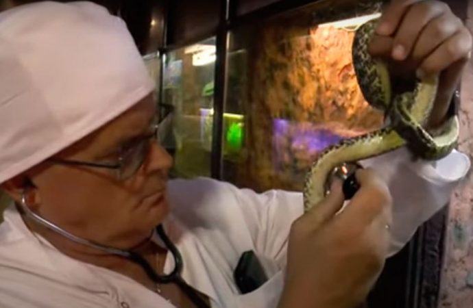 Директор Одесского зоопарка «переквалифицировался» в ветеринара (видео)