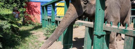 Одесский зоопарк зовет отпраздновать день рождения слонихи Венди
