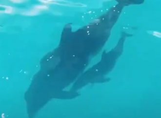 В Одесском дельфинарии бэби-бум:  родился уже 5-й малыш за лето (видео)