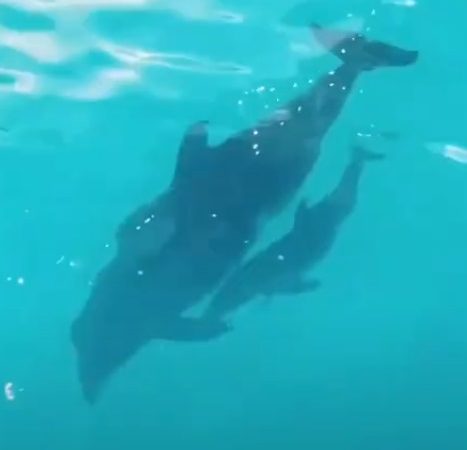 В Одесском дельфинарии бэби-бум:  родился уже 5-й малыш за лето (видео)