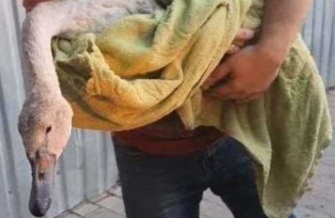 Неравнодушные одесситы не прошли мимо умирающего лебедя – птицу отнесли на реабилитацию в зоопарк (видео)
