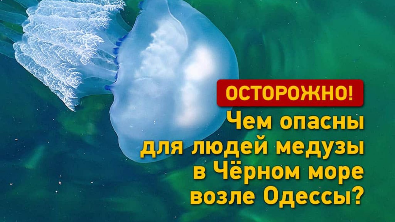 Чем угрожают людям медузы в море возле Одессы? (+ видео)