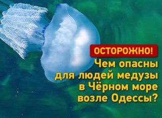 Опасно, но не смертельно: чем угрожают людям медузы в море возле Одессы? (видео)