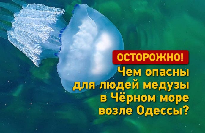 Опасно, но не смертельно: чем угрожают людям медузы в море возле Одессы? (видео)