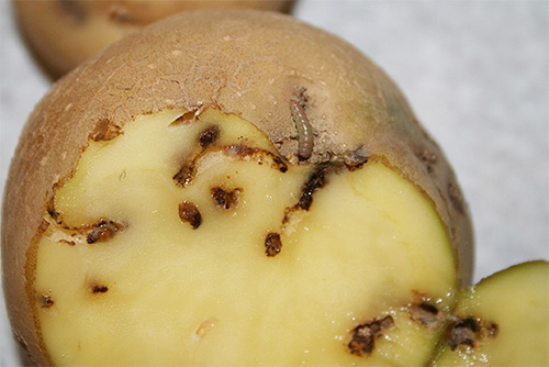 личинки картофельной моли