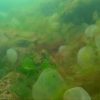 Морское дно у берегов Одессы усыпало «ртутными шариками» – эколог рассказал, что это (видео)