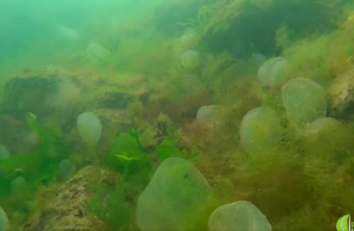 Морское дно у берегов Одессы усыпало «ртутными шариками» – эколог рассказал, что это (видео)