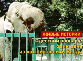 Живые истории Одессы: один день из жизни слонихи Венди