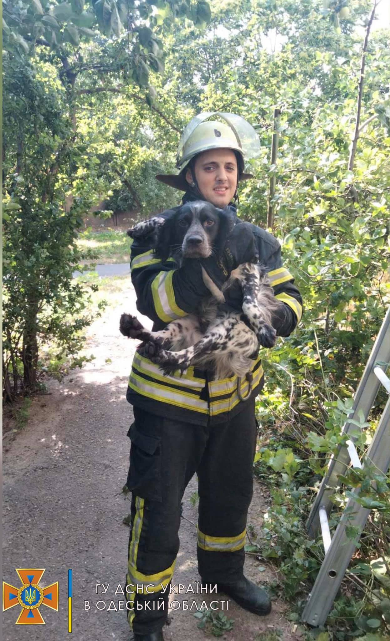пожарные спасли собаку