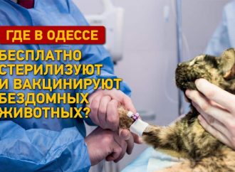 Где в Одессе бесплатно стерилизуют и вакцинируют бездомных животных?