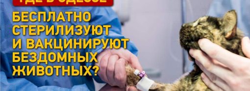 Где в Одессе бесплатно стерилизуют и вакцинируют бездомных животных?